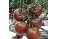 Біг Сашер F1 - томат індетермінатний, Yuksel Seed (Юксел Сід) Туреччина фото, цiна
